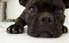 Schönes Gesicht der Französisch Bulldog.