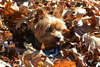 Yorkshire Terrier en el follaje de otoño.