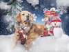 Golden retriever Joyeux chien de Noël.