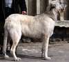 Dogs wolfhound photos