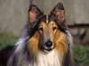 Photo fascinating breed collie