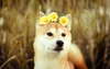 Perro japonés sobre una foto elegante