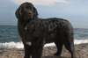 Terranova perro raza magnífica foto