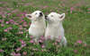 A imagem perfeita de dois filhotes de cachorro encantadores brancos