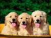 Los más alegres y cariñosos perros perdigueros de oro