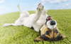 Muhteşem avcı Jack Russell Terrier