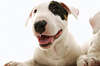 Sfondi, Bull Terrier razza del cane mostra cortesia e benevolenza.