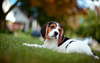 Eccentric Beagle dog.