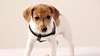 El joven Jack Russell Terrier.