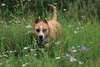 American Staffordshire Terrier dans l'herbe.