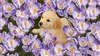 Cucciolo di Golden retriever in fiori di croco.