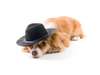Cão pequeno em um chapéu.