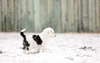 Cachorrinho brincando na neve.