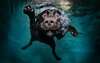 Funny dog ​​underwater.