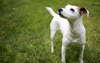 Jack-Russell-Terrier auf dem Rasen.