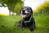 Cão de sorriso no gramado.
