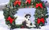 Sibirya Husky köpek yavrusu 2015 Yeni Yıl karşılar.