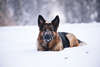 Cão pastor alemão na neve.