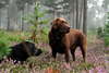 Labrador Retriever dans une forêt de l'été.