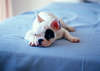 Boston terrier puppy lying on the bed.