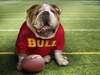 English Bulldog on the football field.