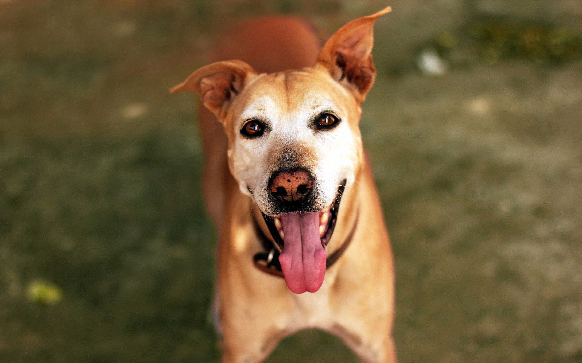 Lächeln Hund. Watch free großen Hund Bildern. Maulkorb, Augen, braune