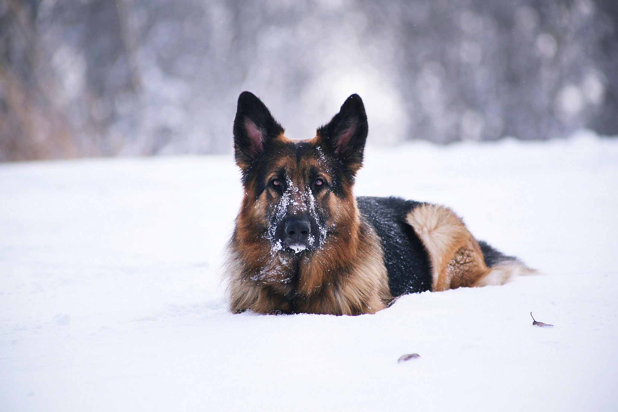 German Shepherd Dog in the snow